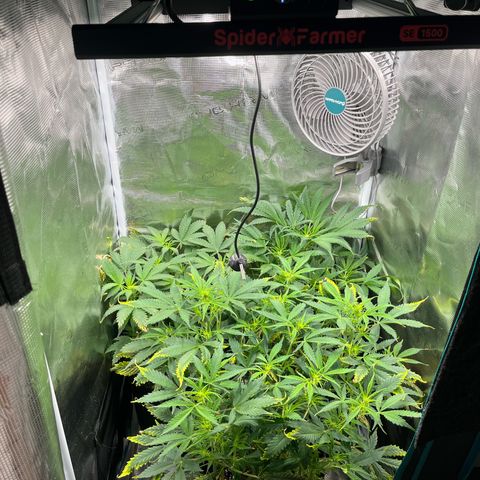 Blue Dream (Liniker) growlog timeline photo