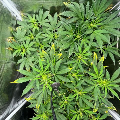 Blue Dream (Liniker) growlog timeline photo