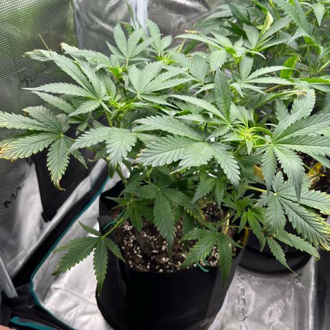 Blue Dream (Liniker) growlog timeline photo