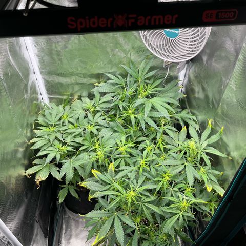 Blue Dream (Liniker) growlog timeline photo