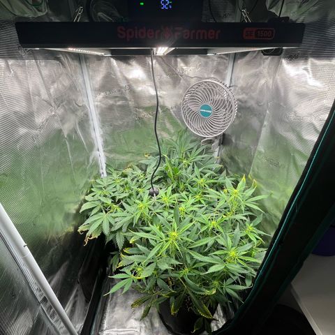 Blue Dream (Liniker) growlog timeline photo