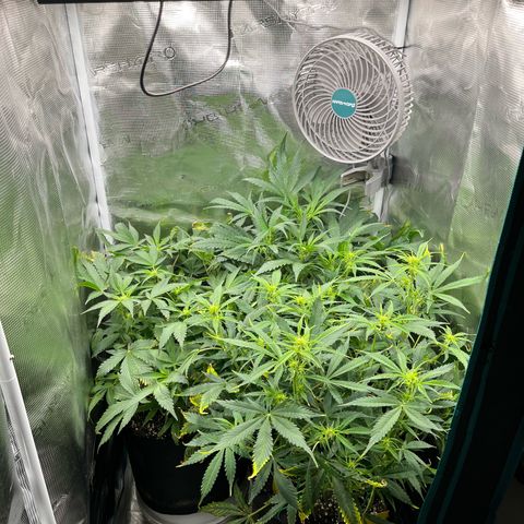 Blue Dream (Liniker) growlog timeline photo