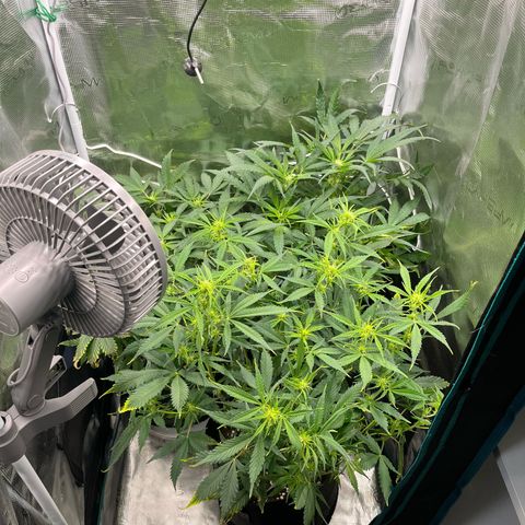Blue Dream (Liniker) growlog timeline photo