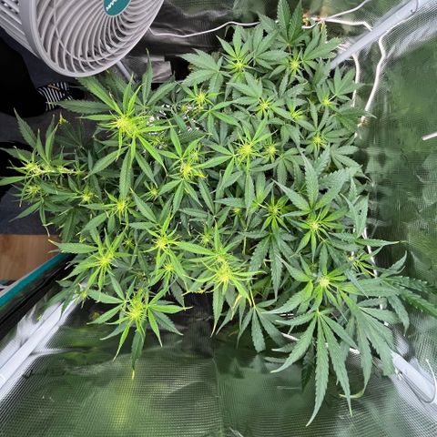 Blue Dream (Liniker) growlog timeline photo