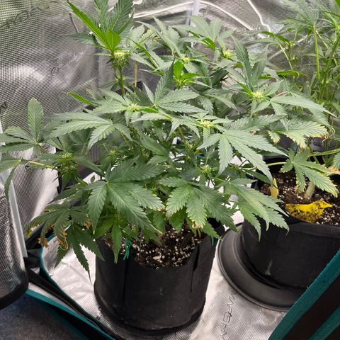 Blue Dream (Liniker) growlog timeline photo