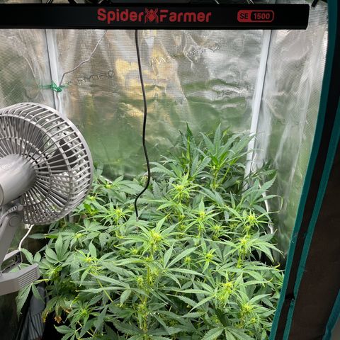 Blue Dream (Liniker) growlog timeline photo
