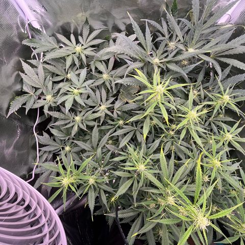 Blue Dream (Liniker) growlog timeline photo