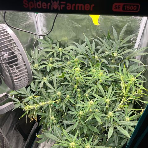 Blue Dream (Liniker) growlog timeline photo