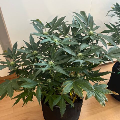 Blue Dream (Liniker) growlog timeline photo