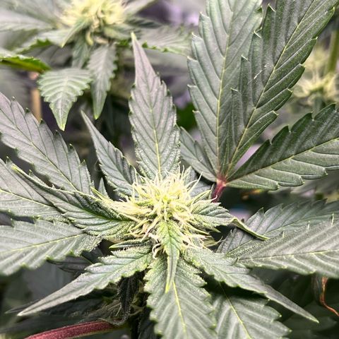 Blue Dream (Liniker) growlog timeline photo