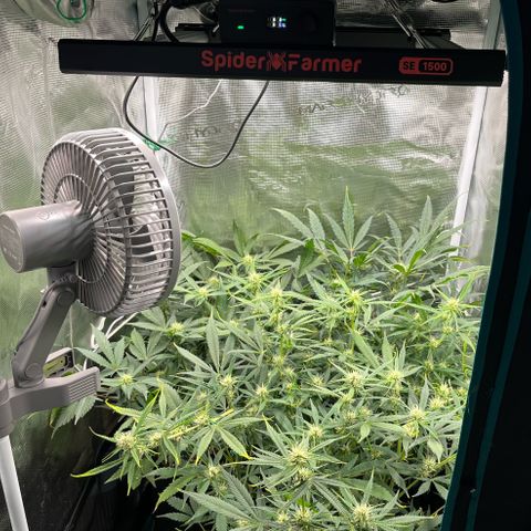 Blue Dream (Liniker) growlog timeline photo