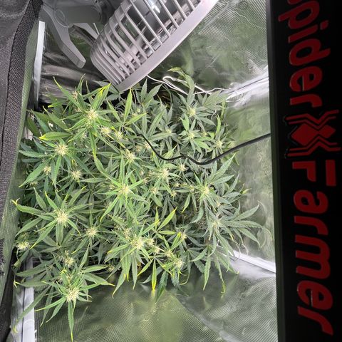Blue Dream (Liniker) growlog timeline photo
