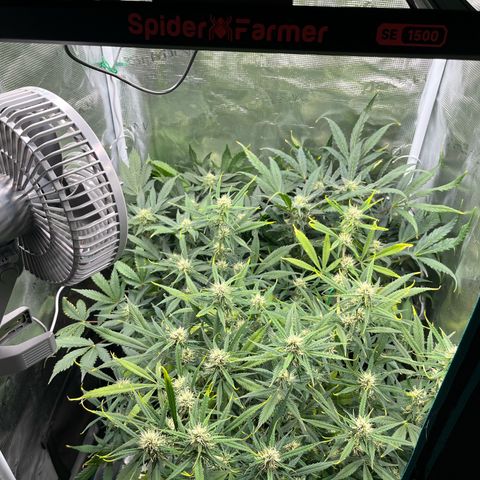 Blue Dream (Liniker) growlog timeline photo