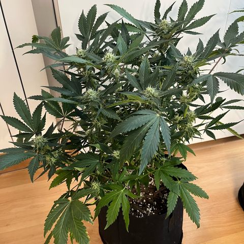 Blue Dream (Liniker) growlog timeline photo