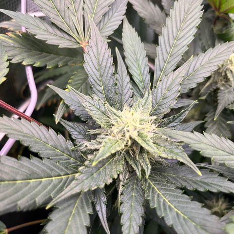 Blue Dream (Liniker) growlog timeline photo