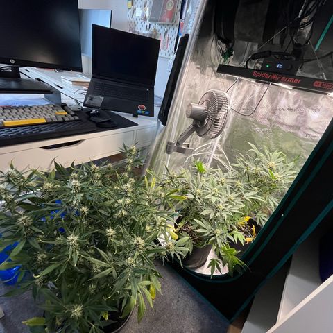 Blue Dream (Liniker) growlog timeline photo
