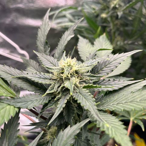 Blue Dream (Liniker) growlog timeline photo