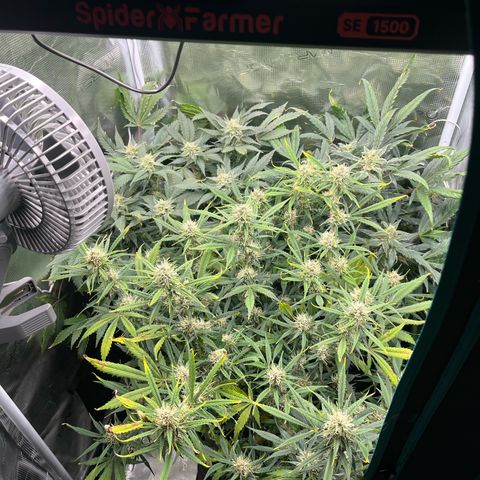 Blue Dream (Liniker) growlog timeline photo