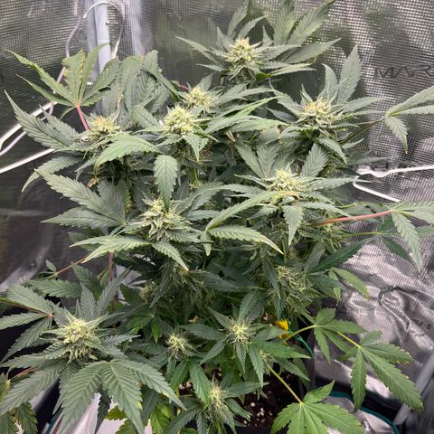 Blue Dream (Liniker) growlog timeline photo