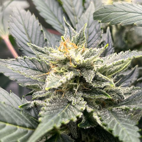 Blue Dream (Liniker) growlog timeline photo
