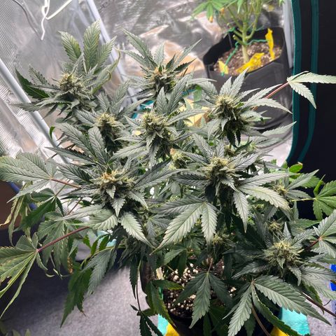 Blue Dream (Liniker) growlog timeline photo