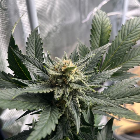 Blue Dream (Liniker) growlog timeline photo