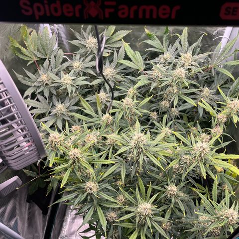 Blue Dream (Liniker) growlog timeline photo