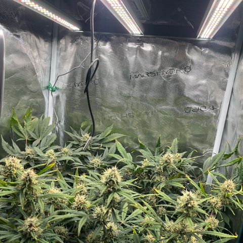 Blue Dream (Liniker) growlog timeline photo