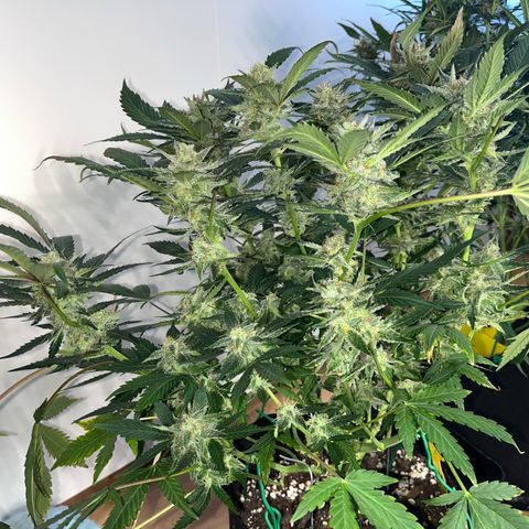 Blue Dream (Liniker) growlog timeline photo