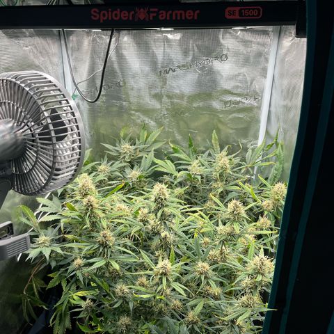 Blue Dream (Liniker) growlog timeline photo