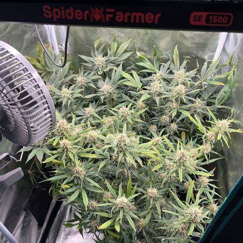 Blue Dream (Liniker) growlog timeline photo