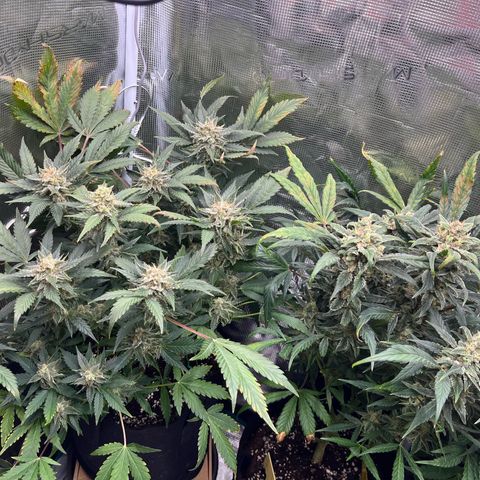 Blue Dream (Liniker) growlog timeline photo