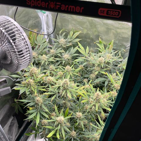 Blue Dream (Liniker) growlog timeline photo