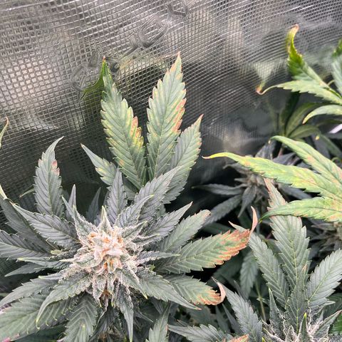 Blue Dream (Liniker) growlog timeline photo