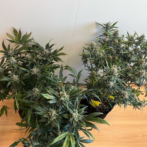 Blue Dream (Liniker) growlog timeline photo