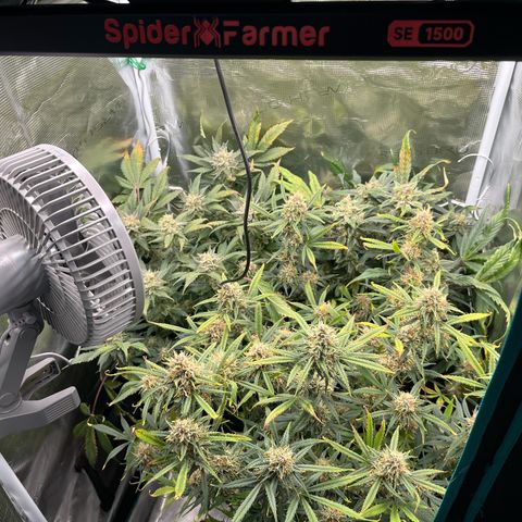 Blue Dream (Liniker) growlog timeline photo