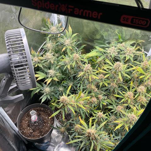 Blue Dream (Liniker) growlog timeline photo