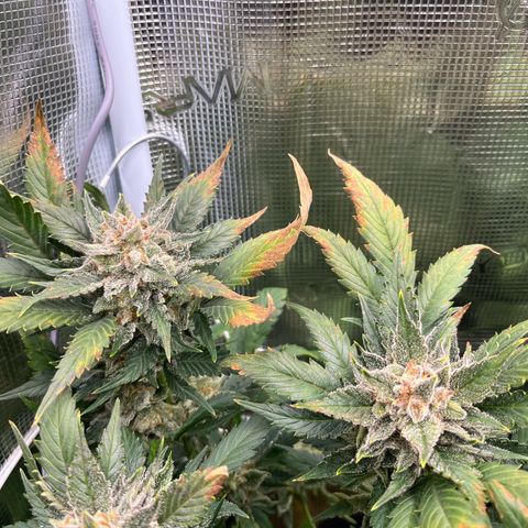 Blue Dream (Liniker) growlog timeline photo