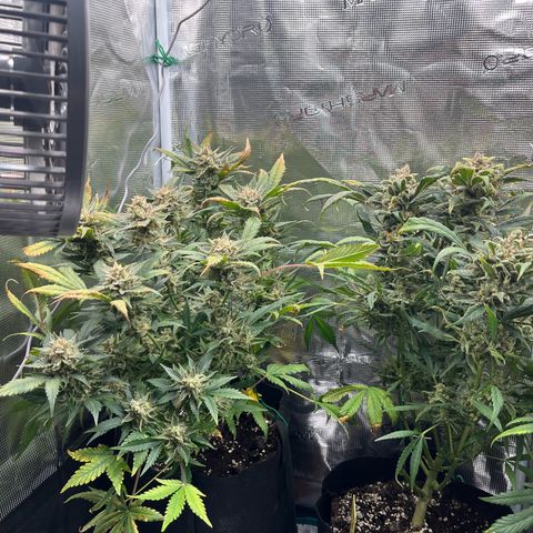Blue Dream (Liniker) growlog timeline photo