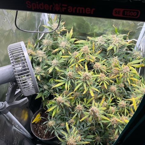 Blue Dream (Liniker) growlog timeline photo