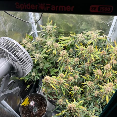 Blue Dream (Liniker) growlog timeline photo