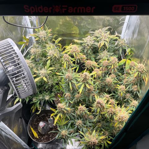 Blue Dream (Liniker) growlog timeline photo