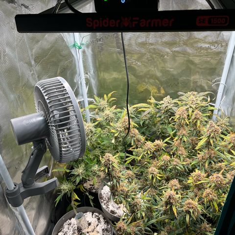 Blue Dream (Liniker) growlog timeline photo