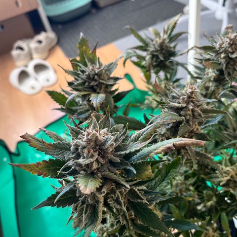 Blue Dream (Liniker) growlog timeline photo