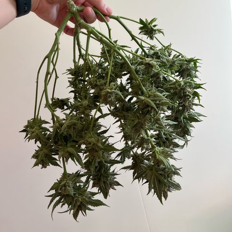 Blue Dream (Liniker) growlog timeline photo