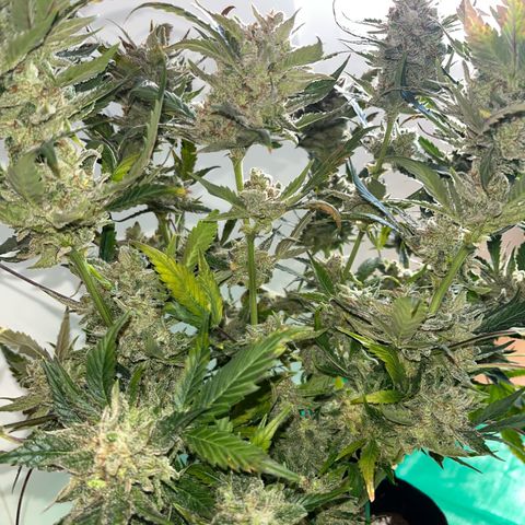 Blue Dream (Liniker) growlog timeline photo