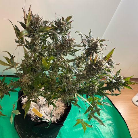 Blue Dream (Liniker) growlog timeline photo