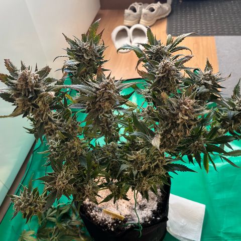 Blue Dream (Liniker) growlog timeline photo