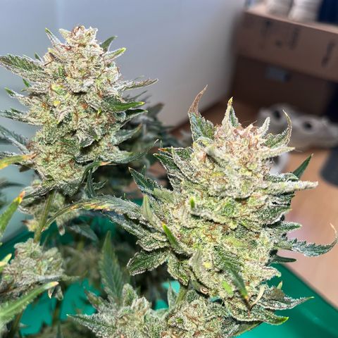 Blue Dream (Liniker) growlog timeline photo
