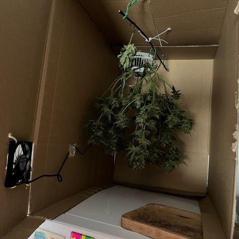 Blue Dream (Liniker) growlog timeline photo